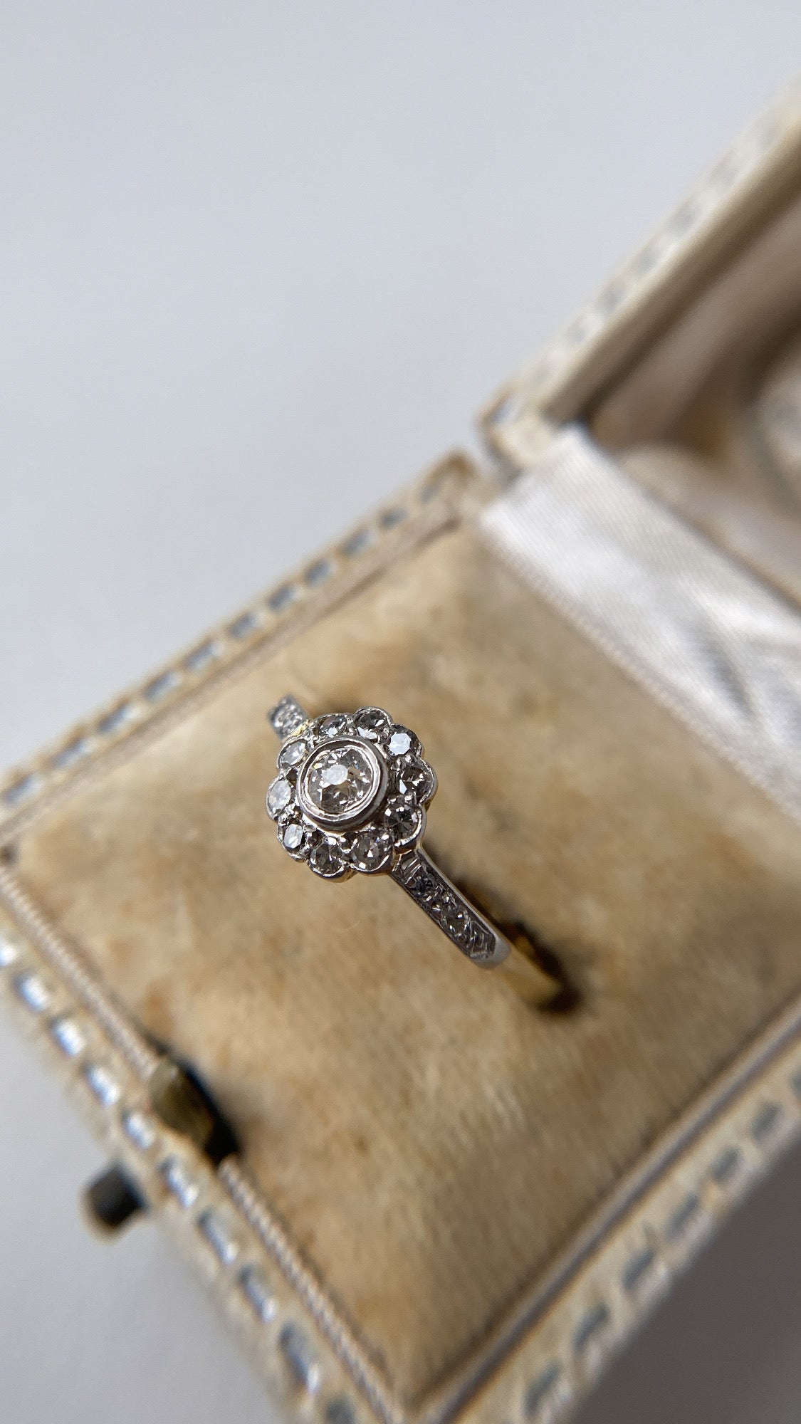 the diamond daisy cluster